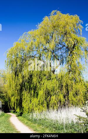 Eine weinende Weide (Salix babylonica), die in der Frühlingssonne in Farmoor, Oxfordshire, Großbritannien, erstrahlte. Stockfoto