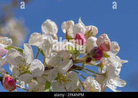 Bunt’ Frühling, Unterseite Ansicht der Zierkrabbe Apfelblüte (Malus evereste) gegen einen hellen blauen Himmel im Frühjahr #2, Stockfoto