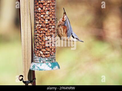 Nuthatch. Sitta europaea auf Erdnussfutter Stockfoto