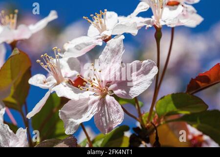 Farbenfroher Frühling, Unterseite Ansicht der roten Apfelblüte der Sentinal Crab (Malus x Robusta) gegen einen strahlenden blauen Himmel im Frühling, #2 Stockfoto