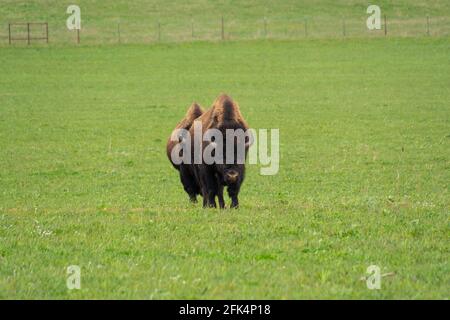 Büffel im offenen Grasfeld an einem schönen Frühlingstag. Nachusa Grasslands, The Nature Conservancy, Franklin Grove, Illinois Stockfoto