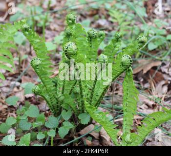 Eine Gruppe von Straußenfarnen, die sich im Frühling ausrollen Stockfoto