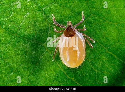 Gefährliche weiße Zecke, Ultramacro Foto, hier: Zecke kleiner als 2mm Stockfoto