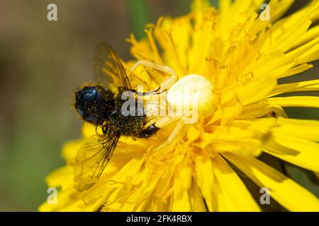 Blume Krabbenspinne (Misumena vatia) nach dem Fang Beute, eine einsame Biene, auf einem Dandelion, Großbritannien Stockfoto