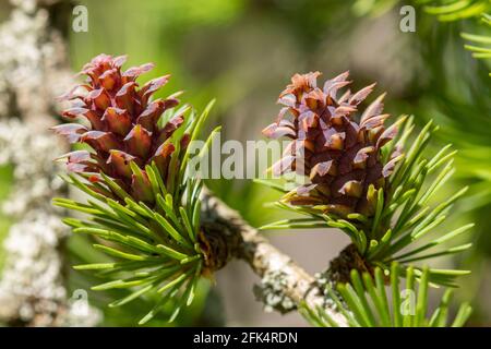 Europäische Lärche (Larix dischidua), Nahaufnahme der rosa Zapfen im April, Großbritannien Stockfoto