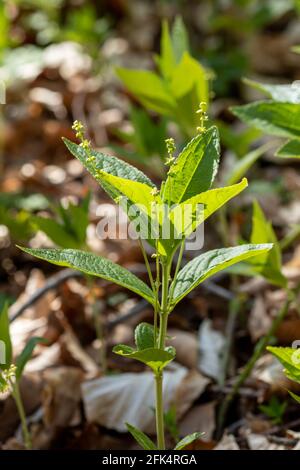 Dog's Mercury (Mercurialis perennis) Pflanzen, eine Indikatorart für uralte Wälder, Hampshire, Großbritannien Stockfoto