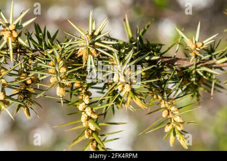 Wacholderbaum (Juniperus communis), Großbritannien. Nahaufnahme der männlichen Strukturen und Nadeln. Stockfoto