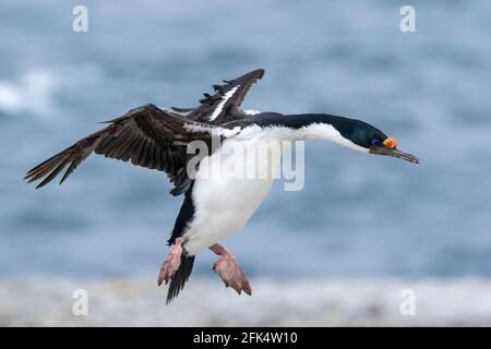 kaiserlicher Kormoran- oder imprerialer Shag, Leucocarbo atriceps, alleinerziehender Erwachsener im Flug über die Brutkolonie, Falklandinseln Stockfoto