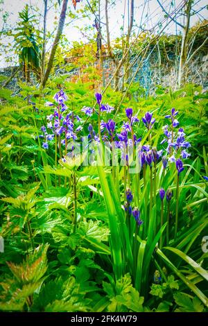 Bluebells unter den Brennesseln in einem überwucherten Gebiet Stockfoto