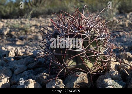 Junger coville-Kaktus, Ferocactus emoriyi ssp covillei, Nahaufnahme Stockfoto