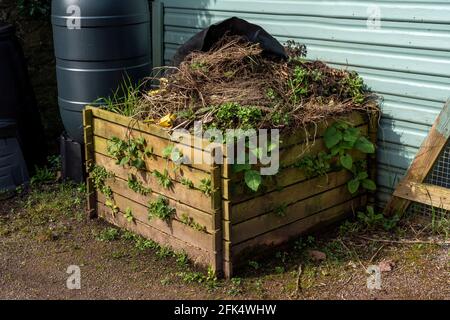 Holzkompostbehälter voll verrottet Vegetation Garten Abfälle zu Im Frühjahr als Kompost und Mulch für recycelt werden Das Gemüsebeet nach dem Zulassen Stockfoto