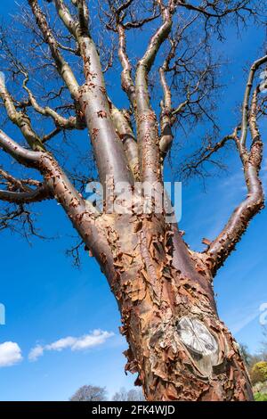 Acer griseum Baum im Winter mit einem blauen Himmel, der allgemein als Paperbark Ahorn bekannt ist, Stock Foto Bild Stockfoto