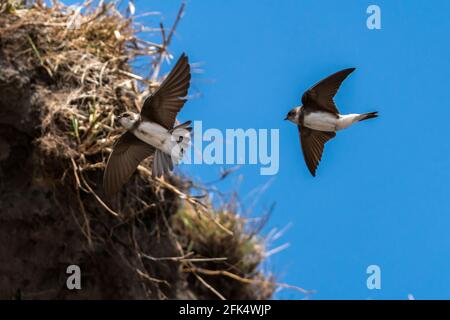 Sand Martin (Riparia riparia) im Flug mit blauem Himmel und Kopierraum, ein Zugvögel, der im Frühjahr ab März in Großbritannien fliegen kann Stockfoto