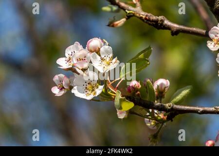 Aprikose Goldrich (Prunus armeniaca) eine frühlingsblühende Baumpflanze mit rosa weißer Blütenblüte in der Frühlingssaison, Stockfoto Stockfoto