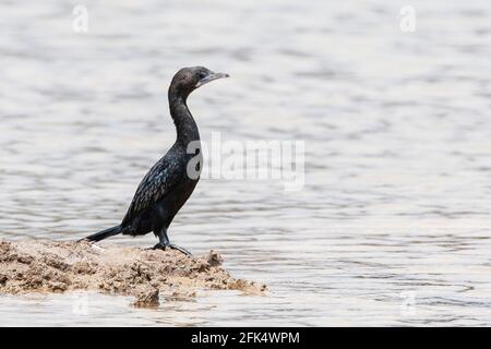 Indischer Kormoran, Phalacrocorax fuscicollis, alleinstehender Erwachsener in der Nähe des Wassers, Goa, Indien Stockfoto