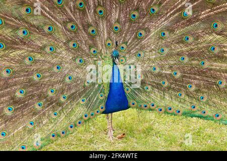 Indische Pfauen oder Pfau oder blauer Pfau, Pavo cristatus, alleineres Männchen in Balz-Display, zeigt ausgebreiteten Schwanz, Sri Lanka Stockfoto