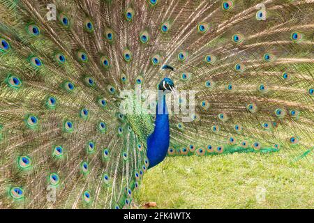 Indische Pfauen oder Pfau oder blauer Pfau, Pavo cristatus, alleineres Männchen in Balz-Display, zeigt ausgebreiteten Schwanz, Sri Lanka Stockfoto