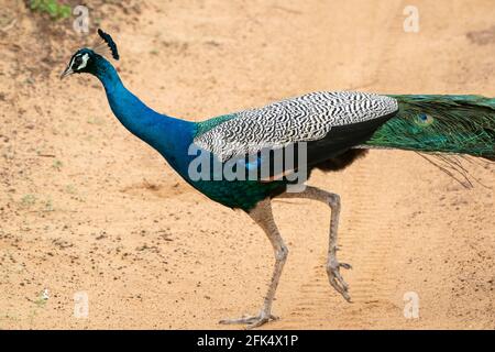 Indische Pfauen oder Pfau oder blauer Pfau, Pavo cristatus, Single adult Male stand auf dem Boden, Sri Lanka Stockfoto