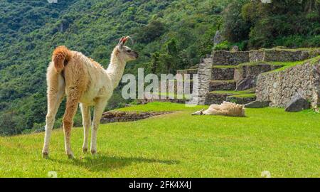 Lama (Lama glama) Panorama in Machu Picchu, Historisches Heiligtum von Machu Picchu Cusco, Peru. Stockfoto