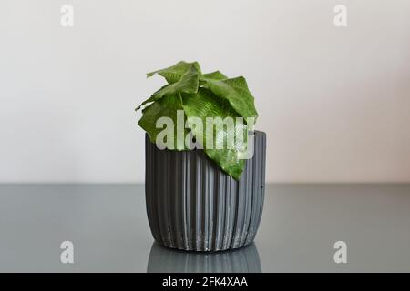 Calathea Netzwerk Mosaik mit grünen Blättern in einem grauen Topf. Stockfoto