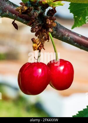 Zwei reife Kirschen hängen vom Baum Stockfoto