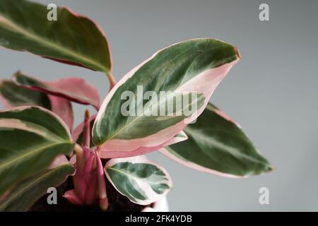 Nahaufnahme einer calathea-Triostar-Pflanze mit rosa und grünen Blättern. Stockfoto