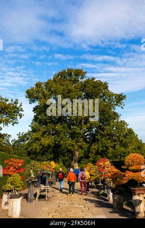 England, Surrey, Guildford, RHS Wisley, Bonsai Walk with Autumn Colours *** Local Caption *** Autumn,Bonsai,Bonsai Tree,Britain,British,Colours,Engla Stockfoto