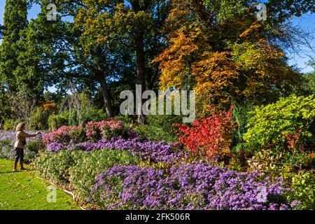 England, Surrey, Guildford, RHS Wisley, Autumn Colors *** Local Caption *** Autumn,Britain,British,Colorful,Colors,England,English,Flower,Flowers, Stockfoto