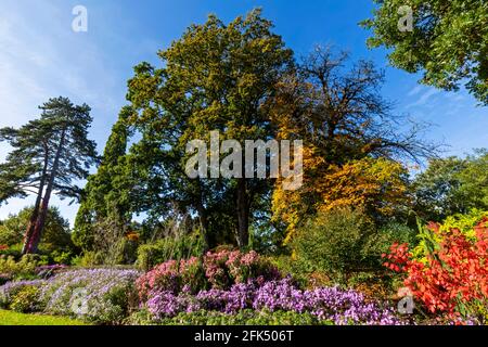 England, Surrey, Guildford, RHS Wisley, Autumn Colors *** Local Caption *** Autumn,Britain,British,Colorful,Colors,England,English,Flower,Flowers, Stockfoto