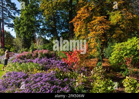 England, Surrey, Guildford, RHS Wisley, Autumn Colors *** Local Caption *** Autumn,Britain,British,Colorful,Colors,England,English,Flower,Flowers, Stockfoto