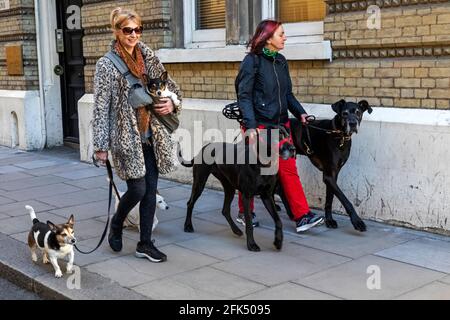 England, London, Zwei Frauen Hundegehen *** Local Caption *** Amüsant,Britain,British,Dog,Dog Walkers,Dog Walking,Dogs,England,Englisch,Lustig,Great Bbrücke Stockfoto