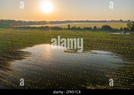 Die Sonne geht über einem grünen landwirtschaftlichen Feld mit einem Spritzer auf Mit Wasser gefüllt Stockfoto