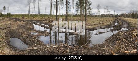 Panoramablick auf die klare Szene im Boreal-Wald Stockfoto