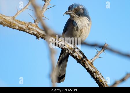 Nordamerika, Mexiko, Baja California Sur, El Sargento, Aphelocoma californica, California Scrub jay Stockfoto