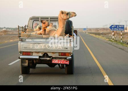 Naher Osten, Arabische Halbinsel, Arabien, Oman, Kameltransport Stockfoto