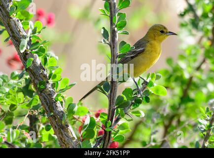 Nordamerika, Mexiko, Baja California Sur, El Sargento, Orchard-Oriole, Icterus spurius, weiblich Stockfoto