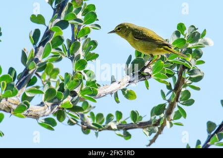 Nordamerika, Mexiko, Baja California Sur, El Sargento, Orangekronwaldsänger Stockfoto
