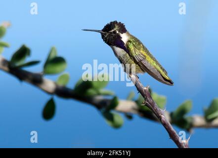 Nordamerika, Mexiko, Baja California Sur, El Sargento, Costa's Kolibri Calypte costae, männlich Stockfoto