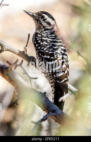 Nordamerika, Mexiko, Baja California Sur, El Sargento, Specht mit LeiterRücken, Dryobates scalaris, weiblich Stockfoto