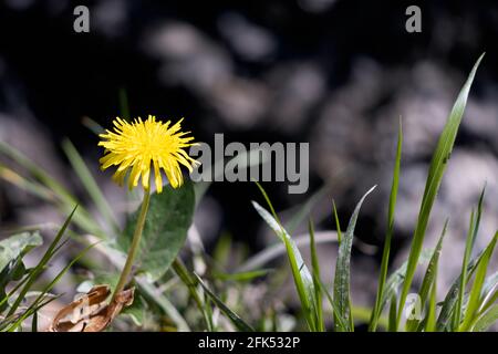 Nahaufnahme eines einzelnen Löchzauns (Taraxacum) in der Frühlingssonne Stockfoto