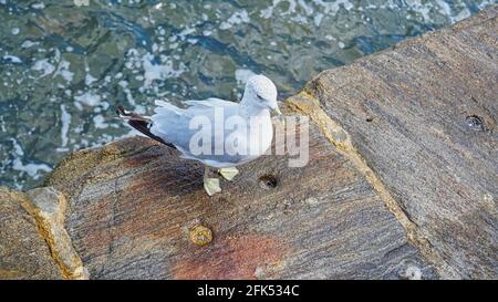 Auf der Spitze der steht die wunderschöne weiße Möwe Ziegelmauer in der Nähe des Sees Stockfoto