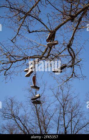 Sneaker Schuhe hängen von einem Baum an einem Skatepark Skatepark hat eine Vielzahl von Schuhen miteinander verbunden und über seine Zweige aufgereiht. Zum Spaß, um ein zu markieren Stockfoto