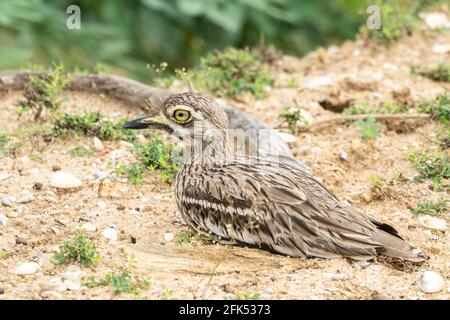 Indischer Steincurlew oder indisches dickes Knie, Burhinus indicus, alleinerziehender Erwachsener, der auf kurzer Vegetation ruht, Bundala, Sri Lanka Stockfoto