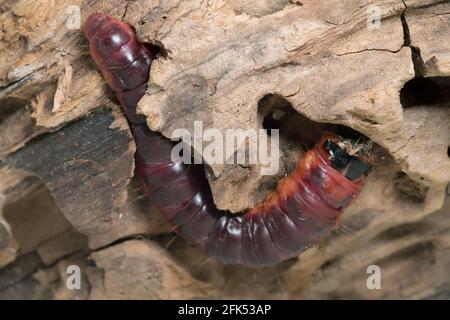 Ziegenmotte, Cossus cossus larva auf Holz Stockfoto