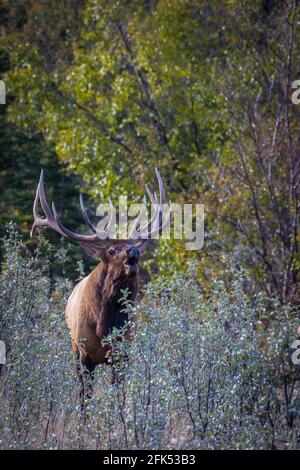 Elche (Cervus canadensis) buckeln im Wald Stockfoto