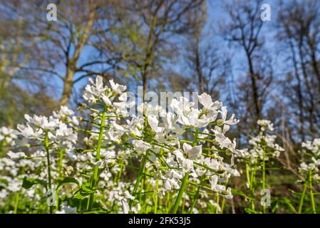 Kuckuckblume / Damenkittel / mayflower (Cardamine pratensis) Mit seltenen weißen Blütenblättern, die im Frühjahr blühen Stockfoto