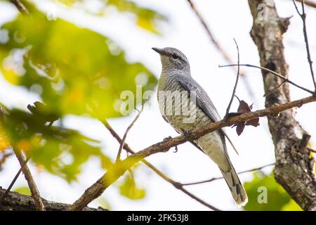 Indochinesischer Kuckuckswürger, Lalage polioptera, alleinerziehende Hündin, die auf einem Ast eines Baumes thront, Yok Dom, Vietnam Stockfoto