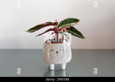 Nahaufnahme einer calathea-Triostar-Pflanze mit rosa und grünen Blättern. Stockfoto