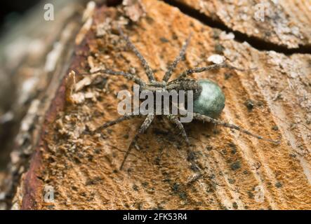 Weibliche gefleckte Wolfsspinne, Pardosa amentata mit Eggsack auf Holz Stockfoto