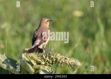 Isabelliner Weizenohr, Oenanthe isabellina, alleinstehend auf der Vegetation sitzend, Gabarevo, Bulgarien Stockfoto